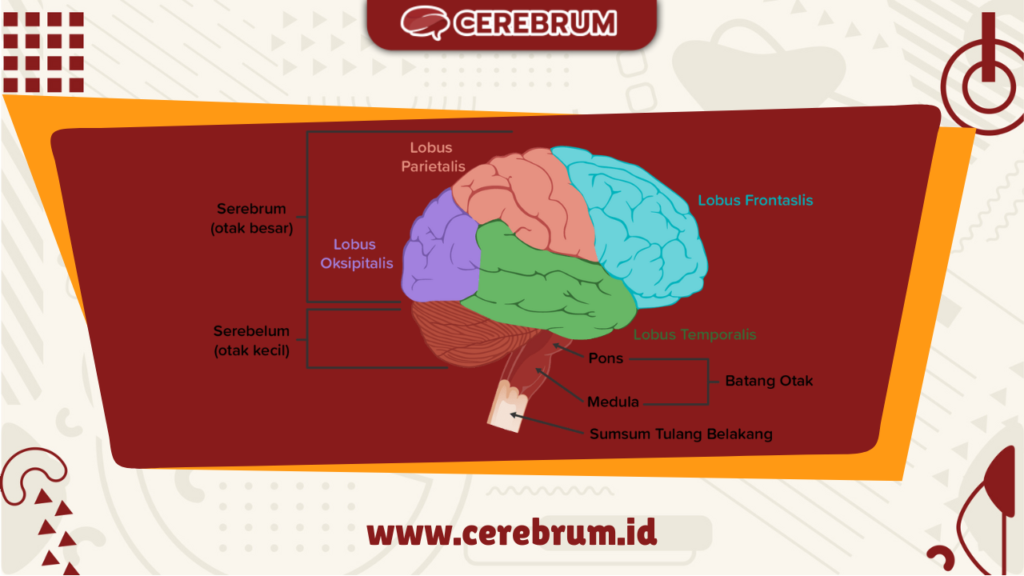 bagian dari lobus cerebrum yang merupakan pusat penglihatan dan dapat menyampaikan memori